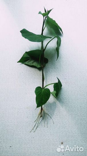 Батат рассада Purple