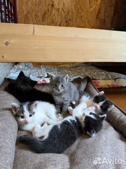 Котята в добрые руки