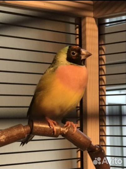 Продается самка Амадин Гульда