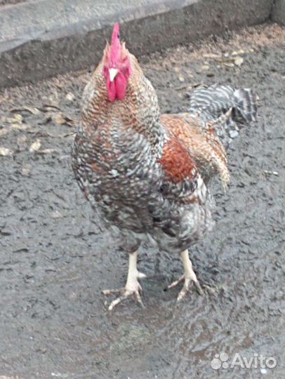 Билефельдер