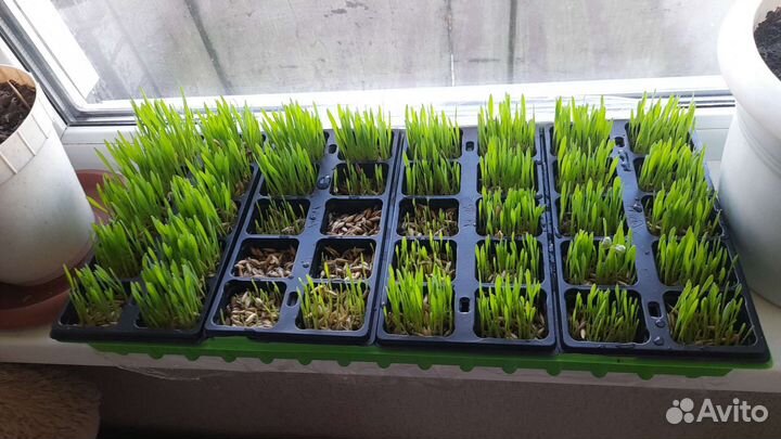 Корма для животных