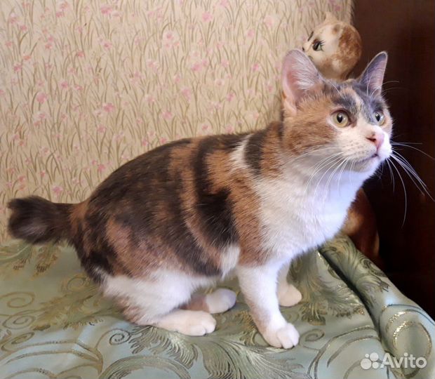 Кошка в добрые руки