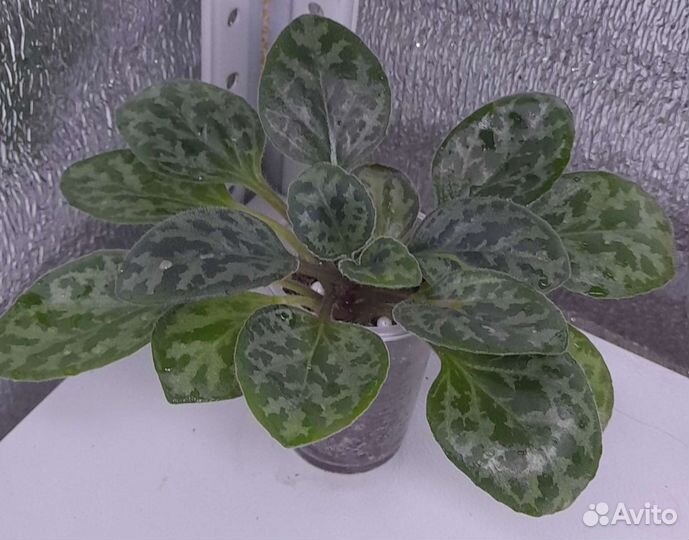 Хирита примулина