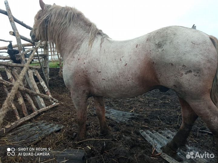 Два жеребца на племя
