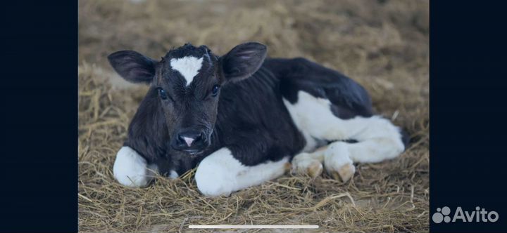 Телята бычки мясные на откорм