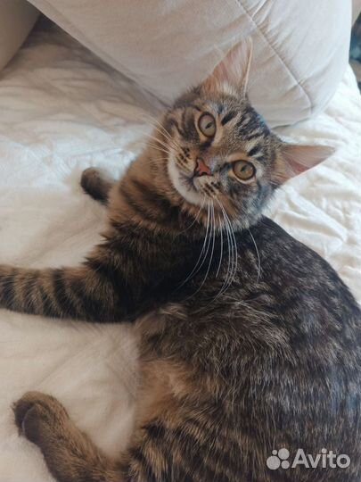 Котик в добрые руки