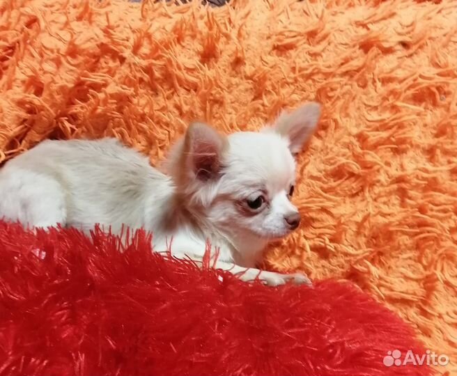 Чихуахуа девочка дш