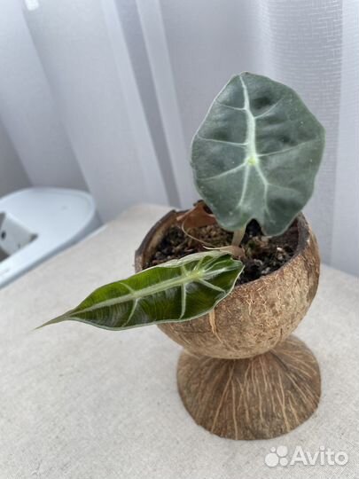 Алаказия Полли, Монстера Манки, Вуда