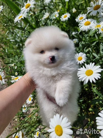 Щенки шпица