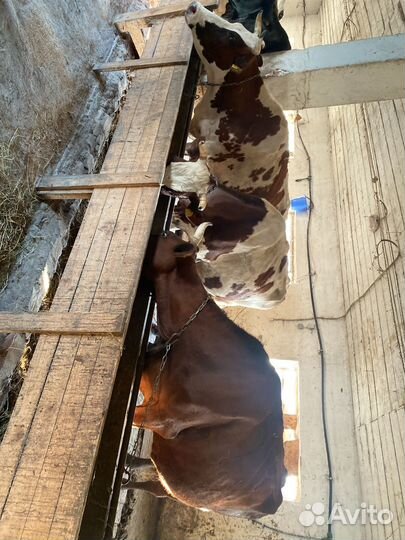 Коровы дойные молочные