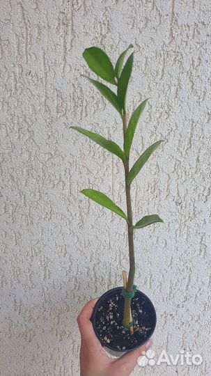 Комнатный цветок Замиокулькас денежное дерево