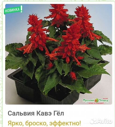 Рассада сальвия Каве гел, бархатцы Дюна
