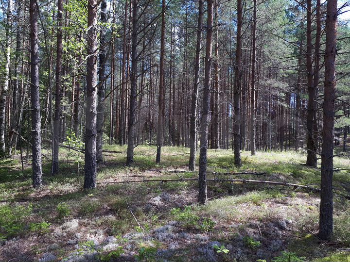 Участок 5 га (СНТ, ДНП)