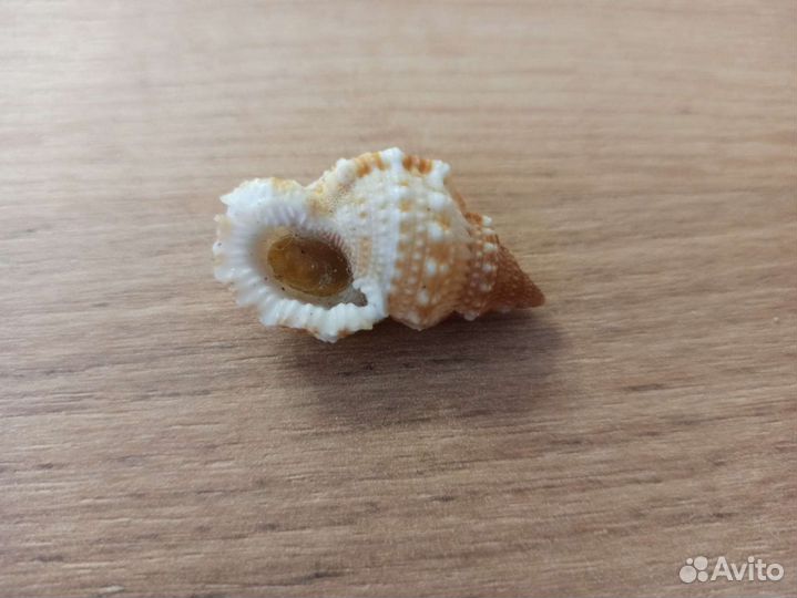 Морская раковина