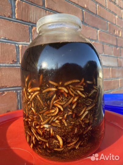 Восковая моль