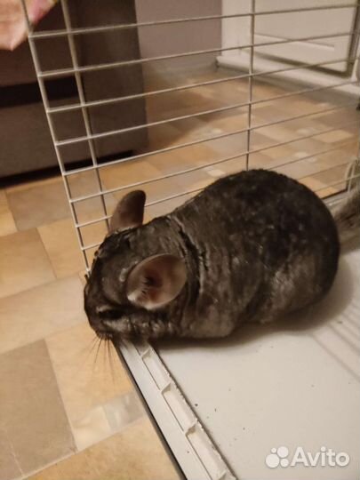 Шиншилла