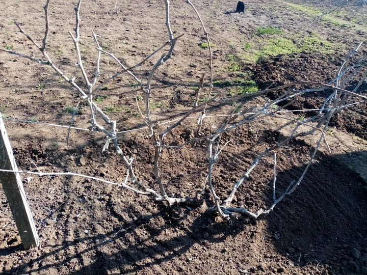 Дача 37 м² на участке 11 сот.