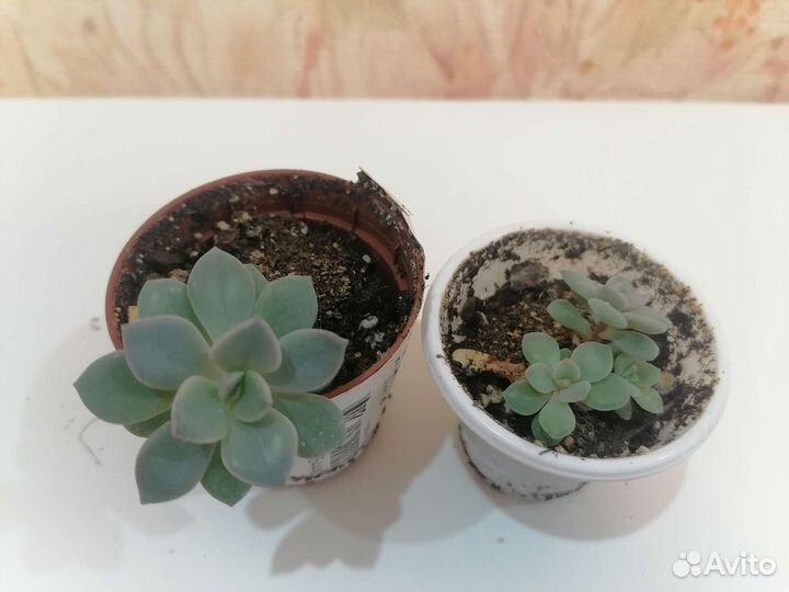 Суккуленты