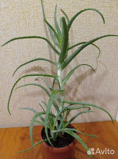 Алоэ трёхлетние