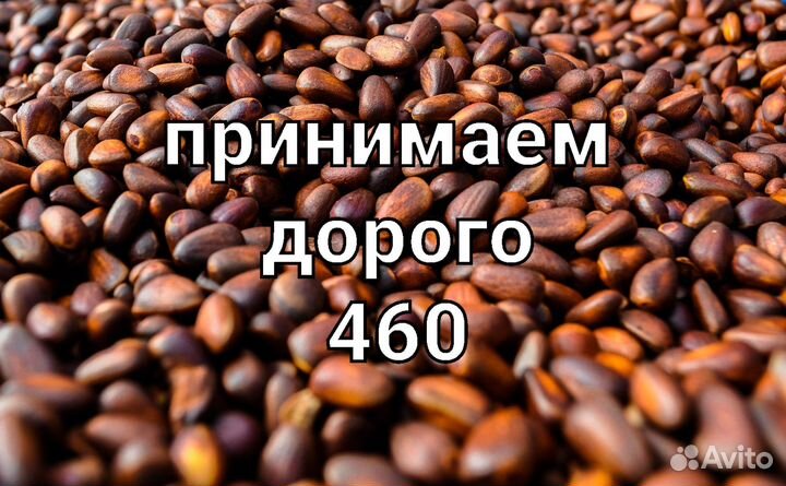 Кедровый орех