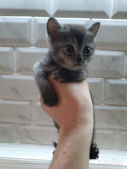 Британские котята