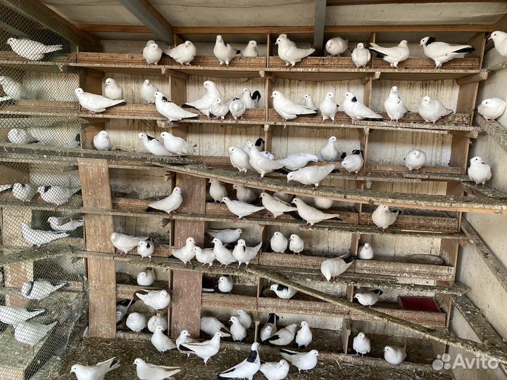 Голубь бакинские породистые