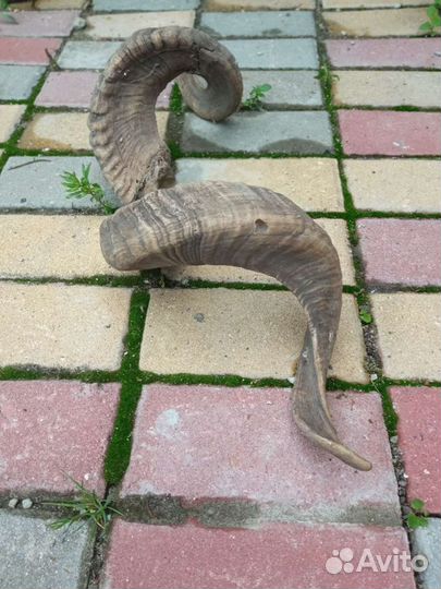 Рога горного козла