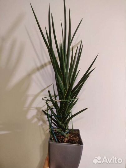 Сингониум, папоротник, филодендрон