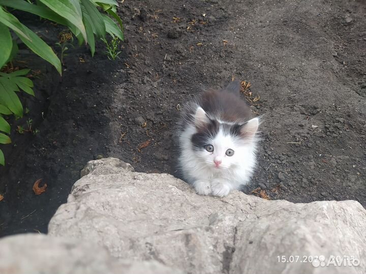 Котята от сибирской кошечки