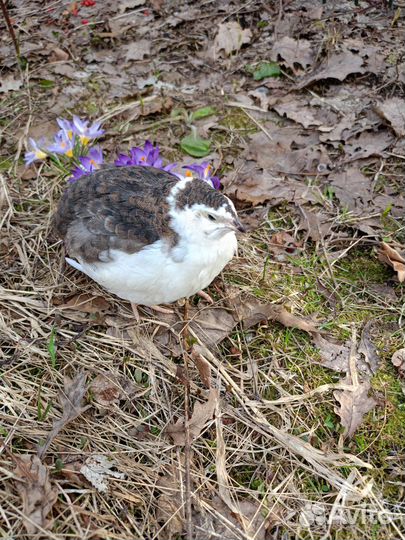Инкубационное яйцо перепелок Селадон
