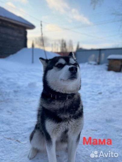 Щенки хаски