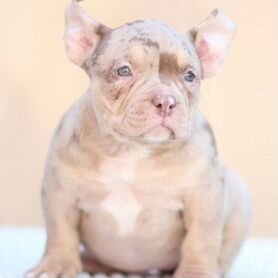 Щенки American Bully. Щенки Американского Булли