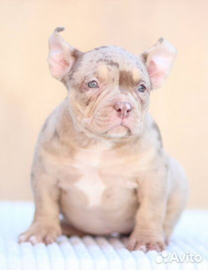 Щенки American Bully. Щенки Американского Булли