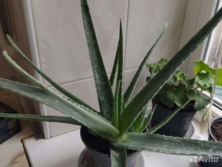 Алоэ лечебный