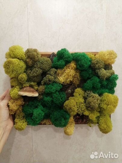 Кашпо и стабилизированный мох