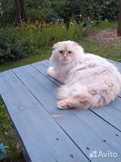 Котята хайленд фолд