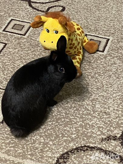 Карликовый кролик с клеткой