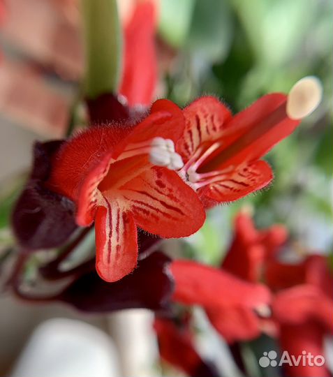 Эсхинантус