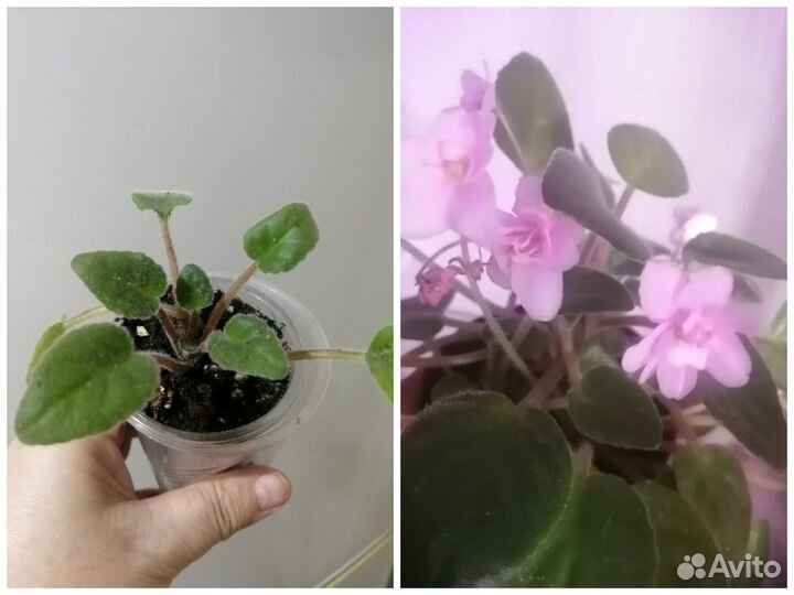 Комнатные цветы