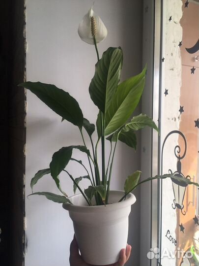 Комнатные и уличные цветы