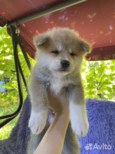 Щенки акита ину