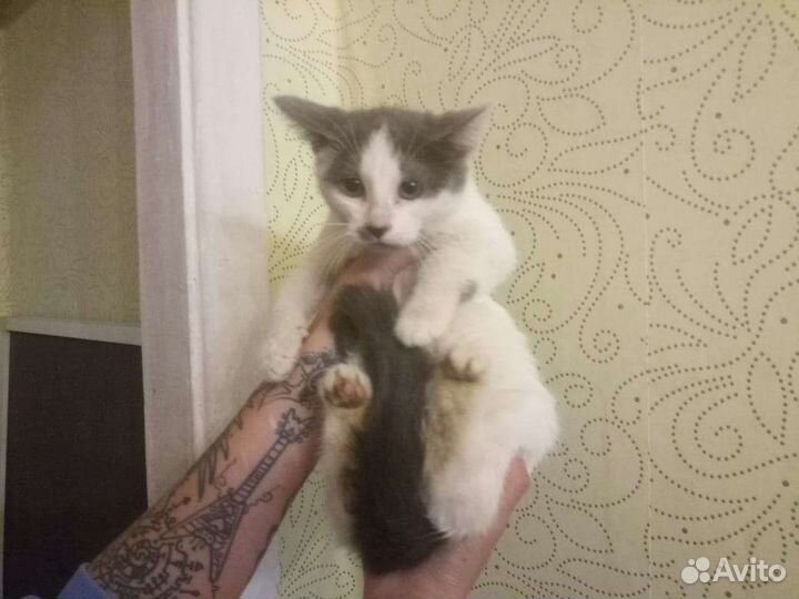 Кошки в добрые руки бесплатно