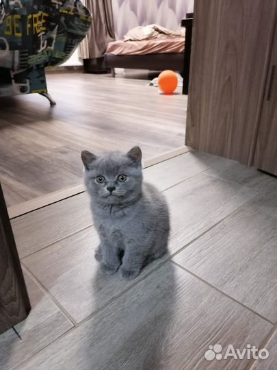 Британский котёнок
