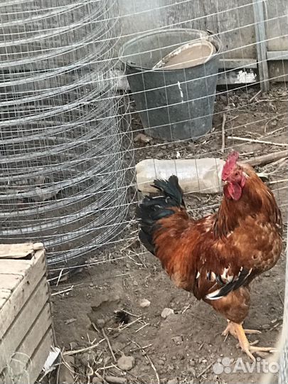 Петух Кучинской породы