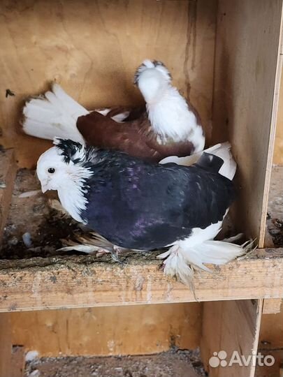 Голубь акуши