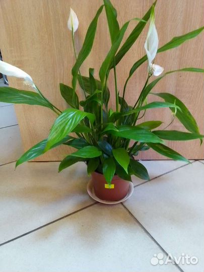 Спатифиллум