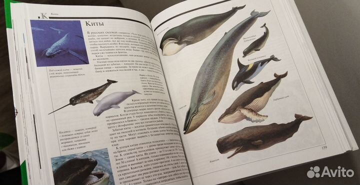 Энциклопедия 