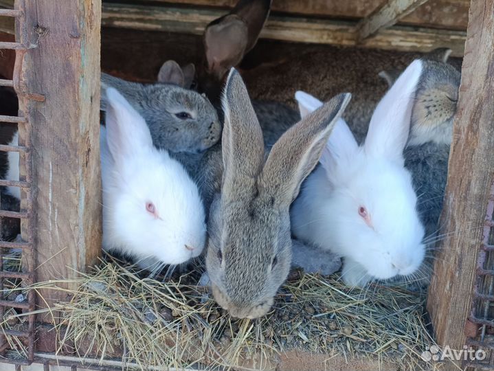 Кролики Фландер