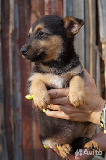 Маленькая собака