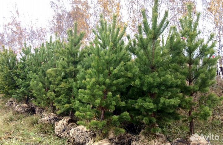 Сосна саженцы от Питомника